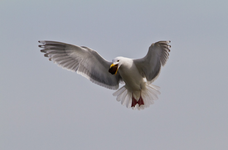 Gull With Clam